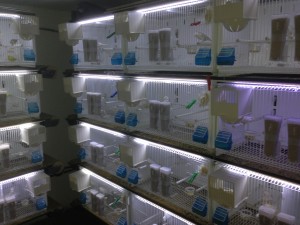 Mi Aviario    