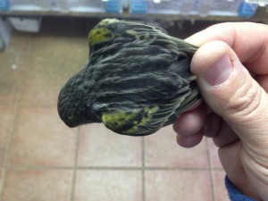 Negro Amarillo Mosaico    
