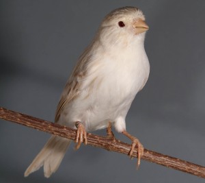 Satiné Blanco    